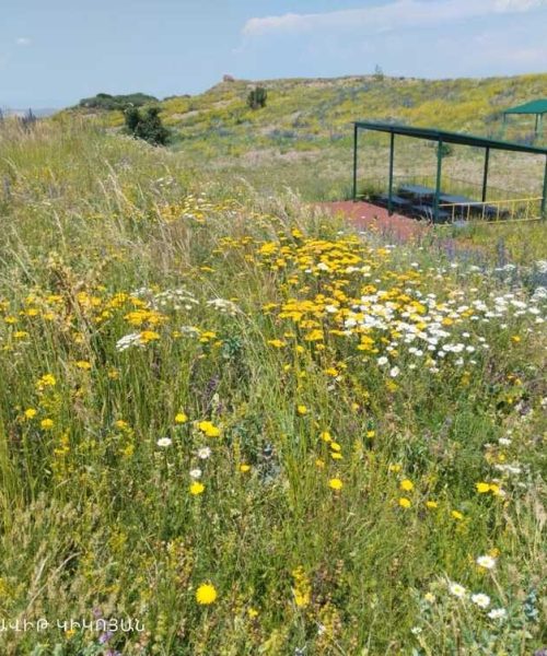 IMG-20230706-WA0131 (1)