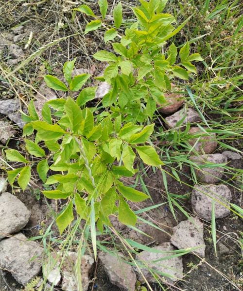 IMG-20230724-WA0009 (1)